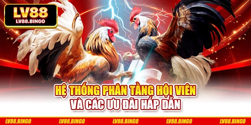 Hệ thống phân tầng hội viên và các ưu đãi hấp dẫn Hệ thống phân tầng hội viên và các ưu đãi hấp dẫn